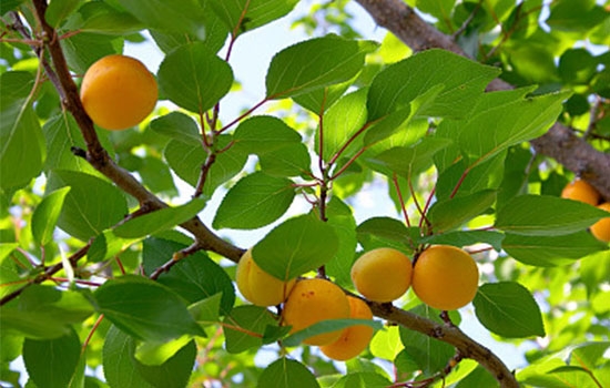立夏吃個(gè)杏，到老沒(méi)有病