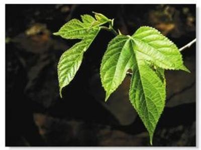 桑葉茶，營(yíng)養長(cháng)壽健康之茶